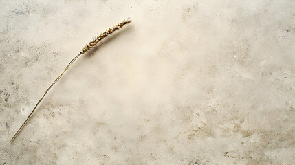 Dried wheat stalk on light beige surface