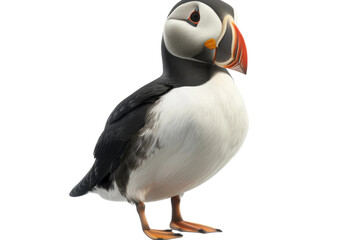 Puffin Bird with Transparent Clarity