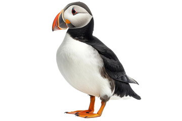 Naklejka premium Puffin Bird in Transparent Isolation