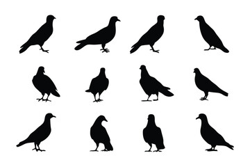 Silhouetted Pigeon Collection: A captivating collection of pigeon silhouettes, offering a variety of poses and angles, perfectly capturing the essence of these birds.