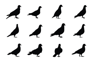 Shadow of Doves: a minimalist presentation, the image shows silhouette representations of doves on display, evoking a sense of grace and fluidity
