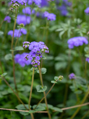 Fototapeta premium Close up of Blue Ageratum Plant on Black Background