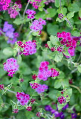 Ageratum Red Flint Growing in Garden