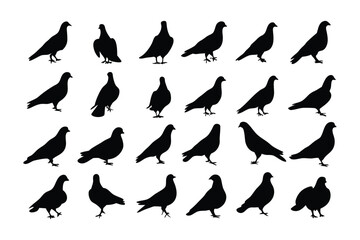Pigeon Silhouette Collection: A curated set of striking pigeon silhouettes, perfect for design, illustration, and creative projects, depicting various poses and angles.