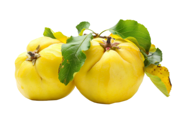 Clear Transparent Background with Quince Fruit Isolated Perfect for Food Styling Photography and Health-Focused Marketing Campaigns or Scientific Illustrations