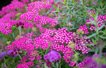 Close up of Blooming Yarrow Herb in Summer