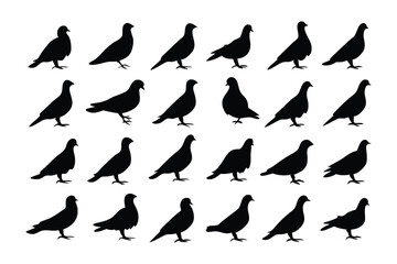 Pigeon Silhouettes: A symmetrical composition of a flock of pigeons depicted in black, creating a visually arresting display of avian silhouettes against an unmarked ground.