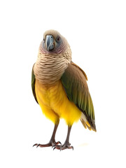 Obraz premium A kakapo parrot standing on the ground, isolated on white