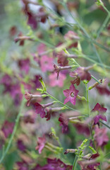 Red Tobacco Plant Bronze Queen Growing in Garden