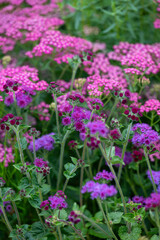 Fototapeta premium Close up of Blooming Yarrow Herb in Summer