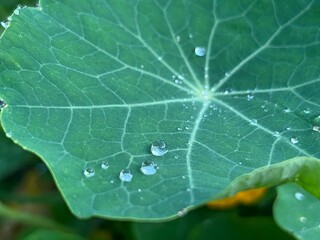 nasturtium leaves, a drop of water on a nasturtium leaf, plants after rain, rain on leaves