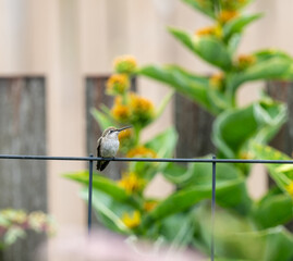 Tiny Hummingbird Sitting on Trellis Wire Taking a Break from Feeding