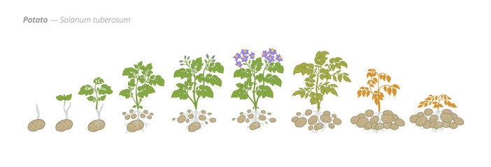 Growth stages of potato from seed to harvest time