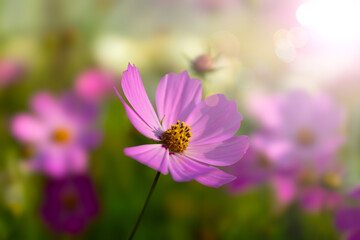 A variety of garden flowers on city streets and in parks and gardens.