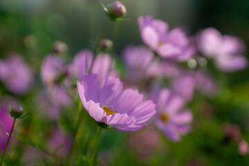 A variety of garden flowers on city streets and in parks and gardens.