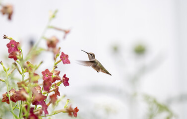 Tiny Humming Bird Feeding on Red Tobacco Plant Flowers