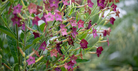 Obraz premium Red Tobacco Plant Bronze Queen Growing in Garden