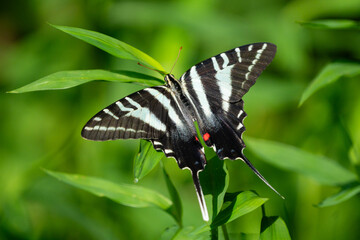 Zebra Butterfly with Wings Spread
