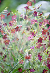 Red Tobacco Plant Bronze Queen Growing in Garden