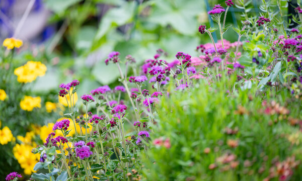Ageratum Red Flint Growing in Garden
