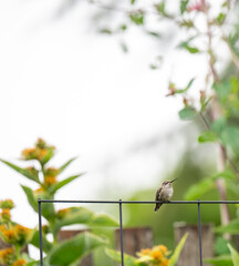 Tiny Hummingbird Sitting on Trellis Wire Taking a Break from Feeding