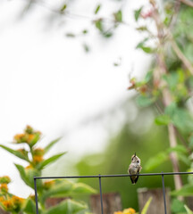 Tiny Hummingbird Sitting on Trellis Wire Taking a Break from Feeding