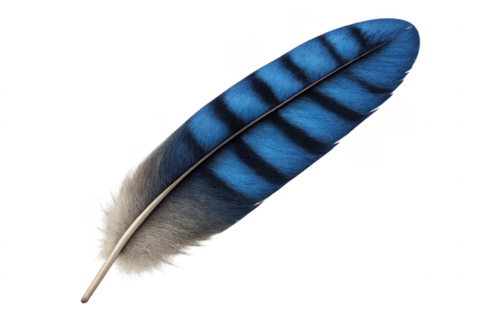 Blue Jay Feather Showing Black Stripes on Transparent Background
