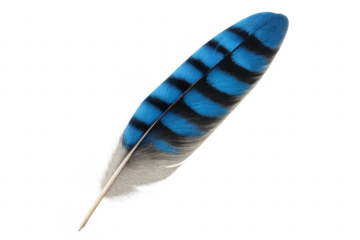 Blue Jay Feather Showing Black and White Stripes on Transparent Background