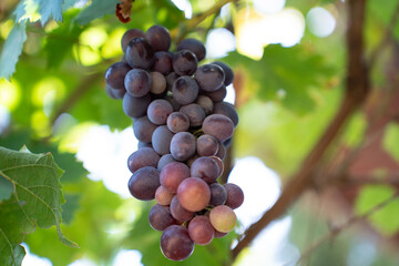 Grape on mother plant tree in the garden