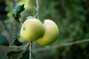Green apple on mother plant tree in the garden