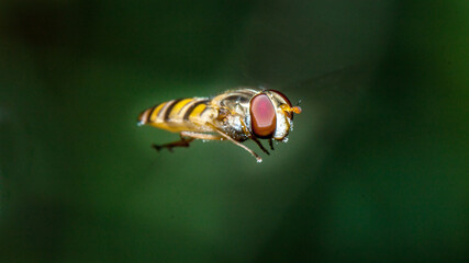 bee on a yellow flower