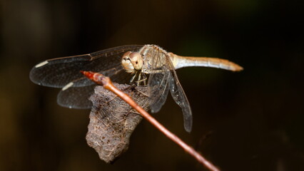 dragonfly close up
