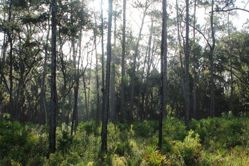 morning in the forest