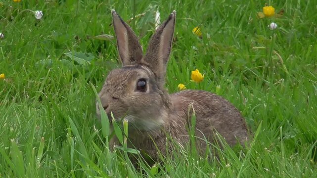 Rabbit Eating Grass in a Meadow