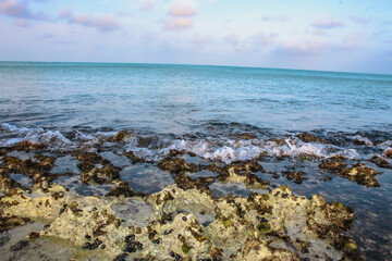 a rocky coastline with ocean waves gently breaking on the shore. snails cling to the surface. the...