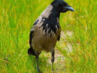 A gray crow communicates with a person.