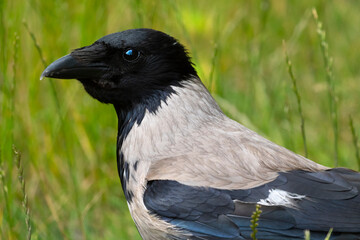 A gray crow chick communicates with a human.