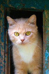Beautiful young cat with yellow-green eyes.