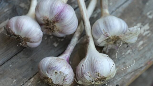 Woman hand taking a garlic from garlic pile lying on a wooden background