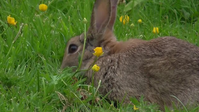 European Rabbit (Oryctolagus cuniculus) Eating Grass