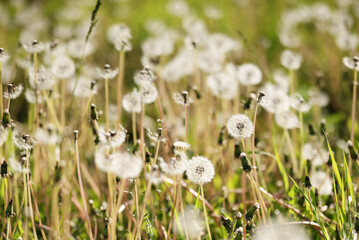 White dandelions in seed stage growing in a sunny green meadow. Fluffy seed heads and natural field...