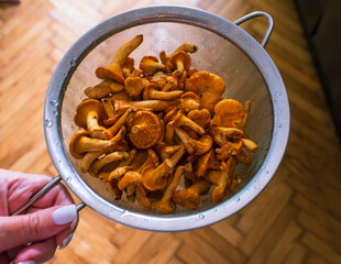 Freshly picked chanterelle mushrooms being washed in a metal strainer. Home cooking, seasonal food and rustic kitchen vibes.