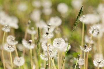 Focused dandelions and green grass blade in a field of white seed heads. Soft blurred background...