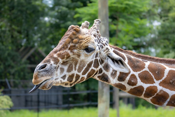 giraffe with its tongue out © Zhuoyao