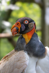 king vulture