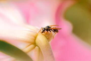 Macro Shot of a Bee Pollinating a Pink Flower in Nature