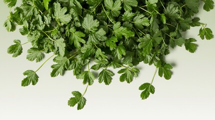 Obraz premium beautiful parsley leaves falling on white background: Image to cut or mix.
