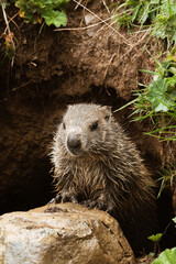 european otter lutra