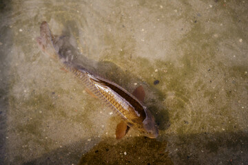 Common Carp Fish Swimming Gracefully in Clear Shallow Water