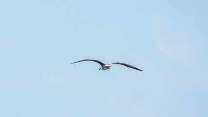 Common kestrel, Falco tinnunculus, hovered in the air in search of prey